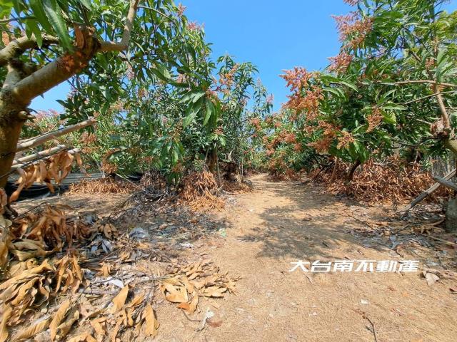台南官田農地-4