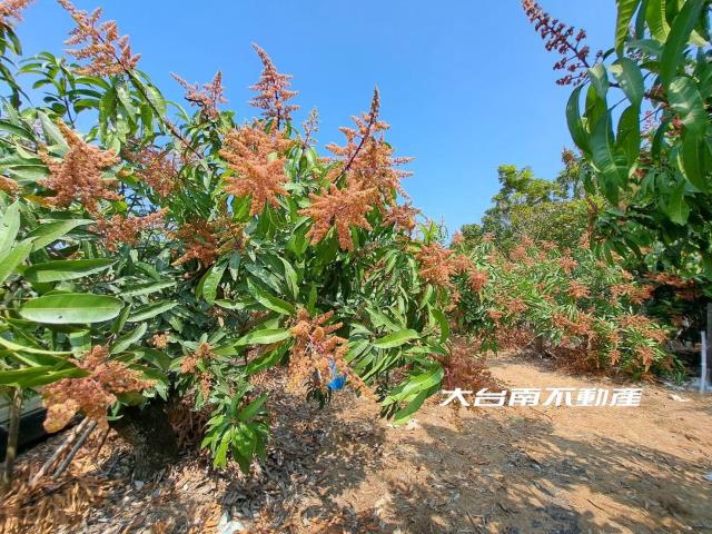 台南官田農地-5